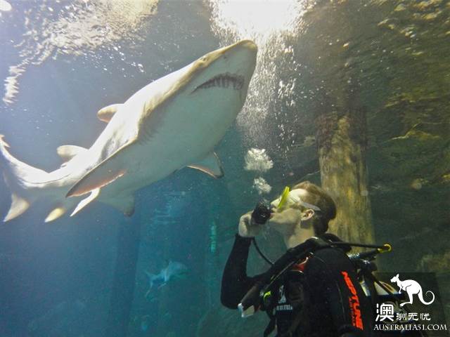 悉尼水族馆全攻略,水族馆就应该这样玩!