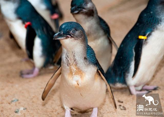 悉尼水族馆全攻略,水族馆就应该这样玩!