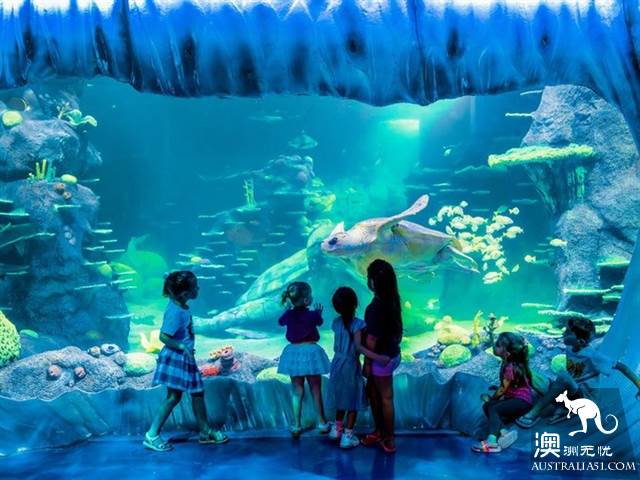 悉尼水族馆全攻略,水族馆就应该这样玩!