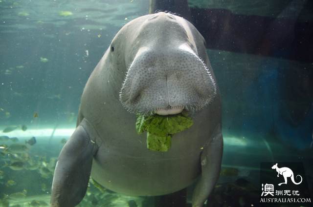 悉尼水族馆全攻略,水族馆就应该这样玩!