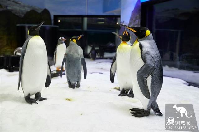 悉尼水族馆全攻略,水族馆就应该这样玩!