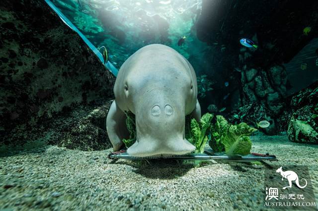 悉尼水族馆全攻略,水族馆就应该这样玩!