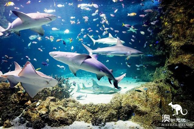 悉尼水族馆全攻略,水族馆就应该这样玩!