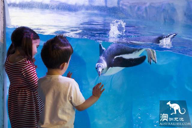 悉尼水族馆全攻略,水族馆就应该这样玩!