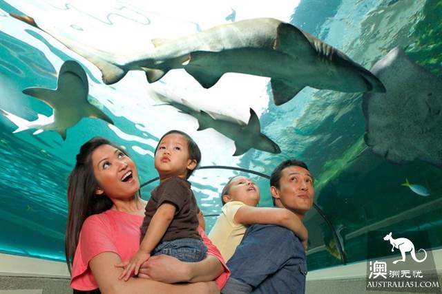 悉尼水族馆全攻略,水族馆就应该这样玩!
