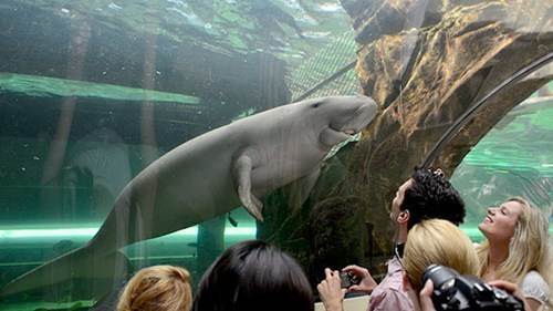 悉尼水族馆全攻略,水族馆就应该这样玩!