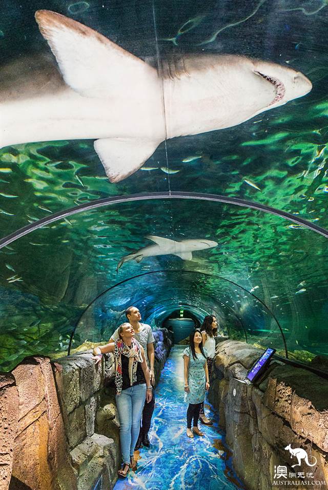 悉尼水族馆全攻略,水族馆就应该这样玩!