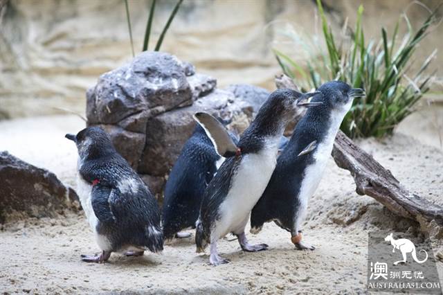 悉尼水族馆全攻略,水族馆就应该这样玩!