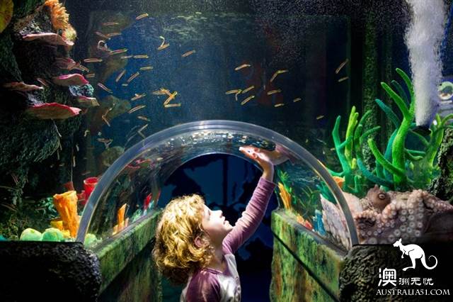悉尼水族馆全攻略,水族馆就应该这样玩!
