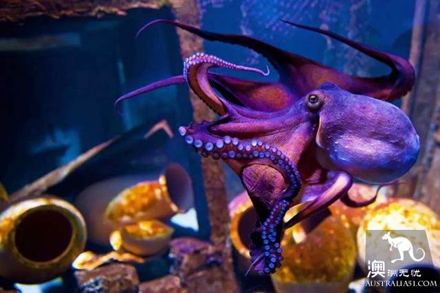 悉尼水族馆全攻略,水族馆就应该这样玩!