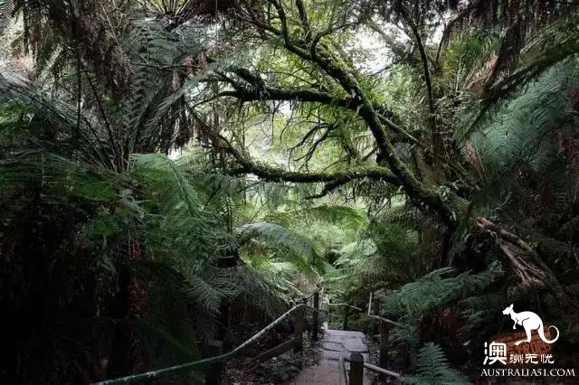 墨尔本Dandenong山区最Local玩法！看完这篇深度攻略，就能跟普通游客路线说拜拜了