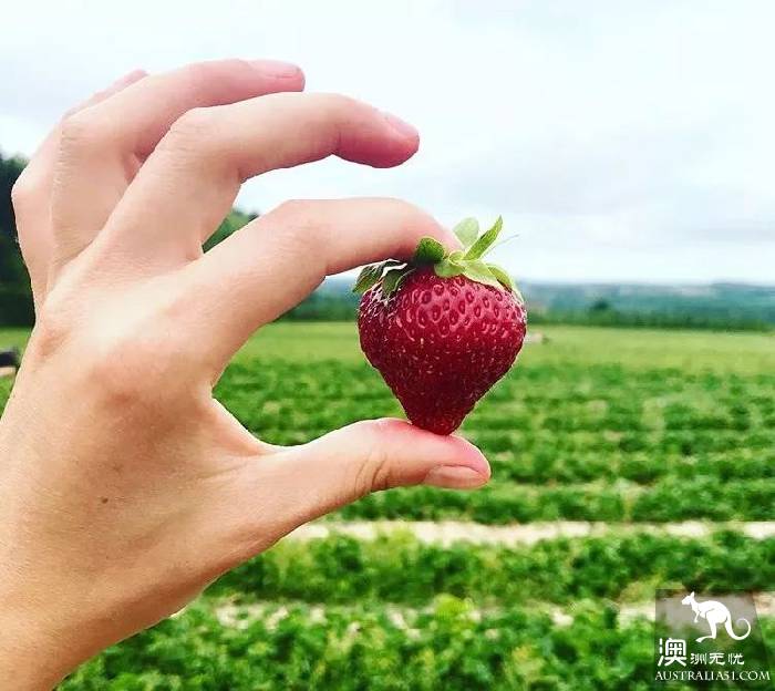 墨尔本Dandenong山区最Local玩法！看完这篇深度攻略，就能跟普通游客路线说拜拜了