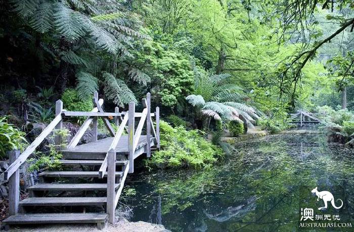 墨尔本Dandenong山区最Local玩法！看完这篇深度攻略，就能跟普通游客路线说拜拜了