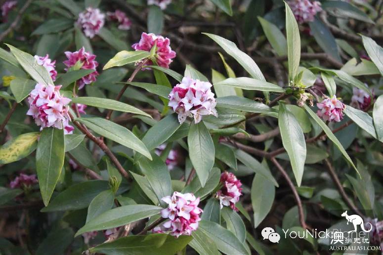 悉尼蓝山卢拉小镇探Everglades欧式风情古宅花园