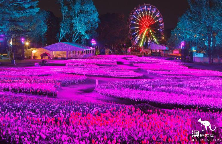 一日徜徉浪漫堪培拉花展，日间赏花夜间嗨玩