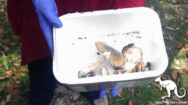 看起来平平无奇的死帽菇,却是9成蘑菇中毒事件的罪魁祸首。(澳联社图片)