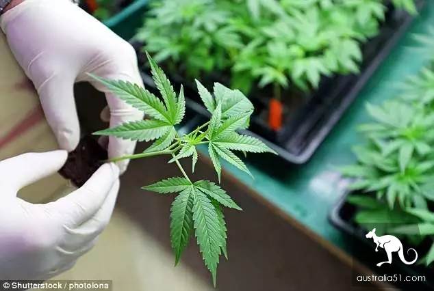 澳洲爸爸在后院种满大麻喂女儿被捕，百万网友求轻判，他是为了治病