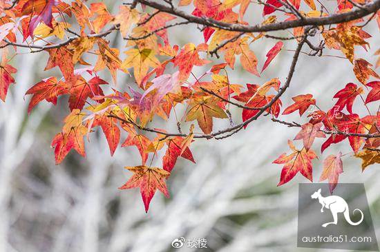 充满生活气息的最美小镇,蓝山中的小镇卢拉(Leura)