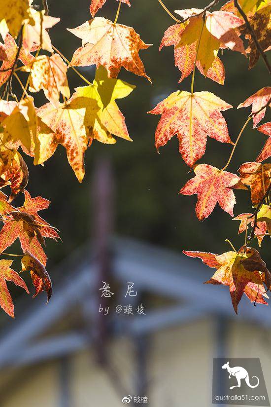 充满生活气息的最美小镇,蓝山中的小镇卢拉(Leura)