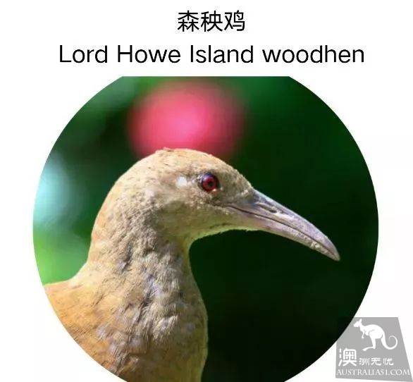 澳洲必打卡No.1,“世界级”小众绝世美景豪勋爵岛,其实就在你身边