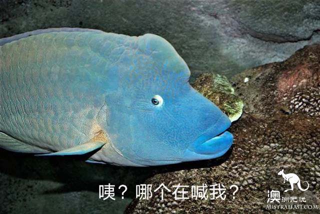 澳洲必打卡No.1,“世界级”小众绝世美景豪勋爵岛,其实就在你身边