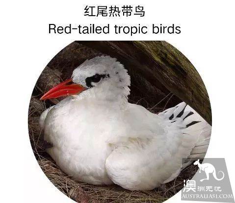 澳洲必打卡No.1,“世界级”小众绝世美景豪勋爵岛,其实就在你身边