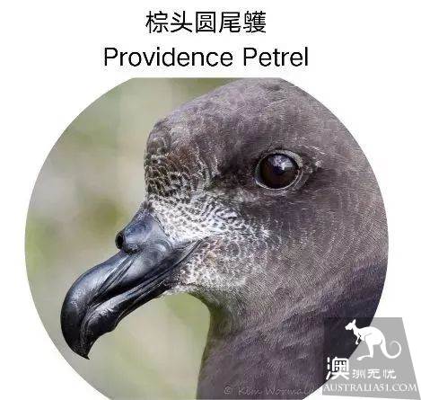 澳洲必打卡No.1,“世界级”小众绝世美景豪勋爵岛,其实就在你身边