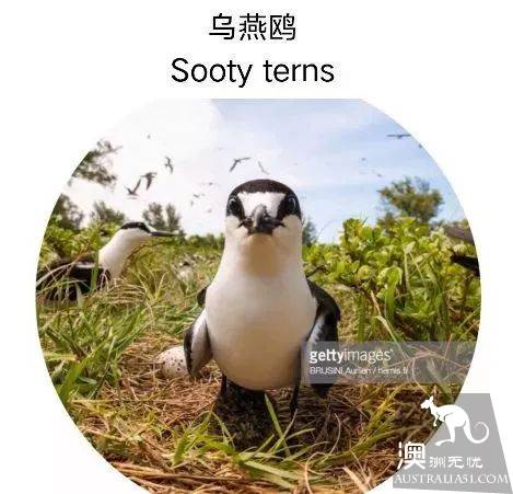 澳洲必打卡No.1,“世界级”小众绝世美景豪勋爵岛,其实就在你身边