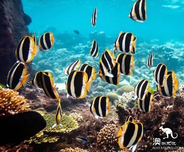 澳洲必打卡No.1,“世界级”小众绝世美景豪勋爵岛,其实就在你身边