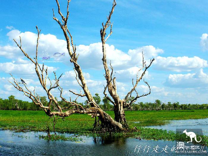北领地卡卡杜国家公园游玩指南