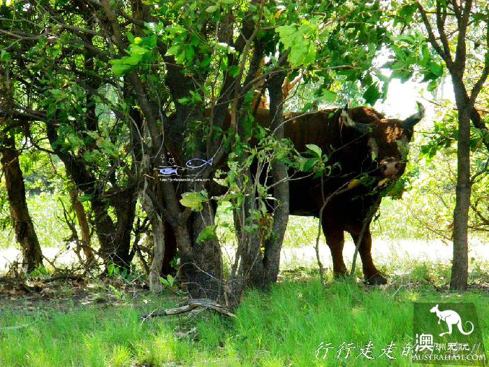北领地卡卡杜国家公园游玩指南