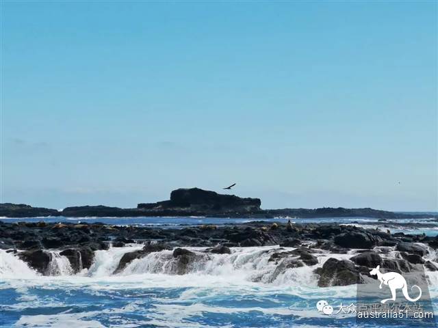 万里挑一的“维州顶级度假胜地”，菲利普岛五大神秘景点解锁