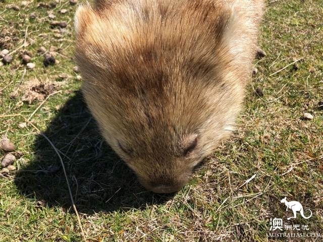 玛利亚岛,遇见彩绘峭壁和袋熊