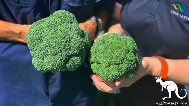 新冠疫情会让澳洲陷入“粮食危机”吗?