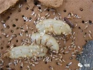 这种动物，比考拉和袋鼠都要萌，它就是澳洲的“神奇动物”