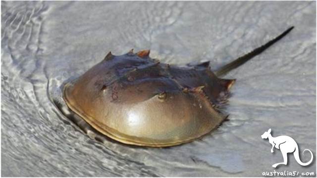 跟其他生物不同,鲎有着神奇的蓝色血液。