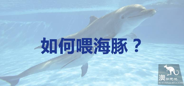 亲手喂海豚是种怎样的体验？玩转摩顿岛全攻略