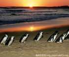 菲利普岛企鹅归巢（Penguin Parade）