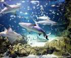 悉尼海洋生物水族馆（Sydney Sea Life Aquarium）