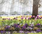 巴拉瑞特植物园（Ballarat Botanical Gardens）