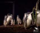 比切诺观看企鹅归巢（Bicheno Penguin Tours）