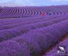 布莱德斯托薰衣草农场（Bridestowe Lavender Farm）