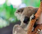 汉密尔顿岛野生动物园（WILD LIFE Hamilton Island）