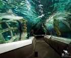 阳光海岸海洋生物水族馆（SEA LIFE Sunshine Coast Aquarium）