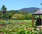 蓝莲花水上花园（Blue Lotus Water Garden）