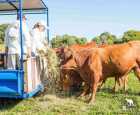 酷牛牧场（KUR-Cow Barnwell Farm）
