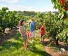 樱桃山果园（Cherryhill Orchards）