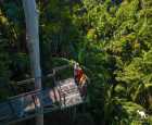 坦伯林热带雨林天空步道（Tamborine Rainforest Skywalk）