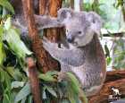 龙柏考拉动物园（Lone Pine Koala Sanctuary）