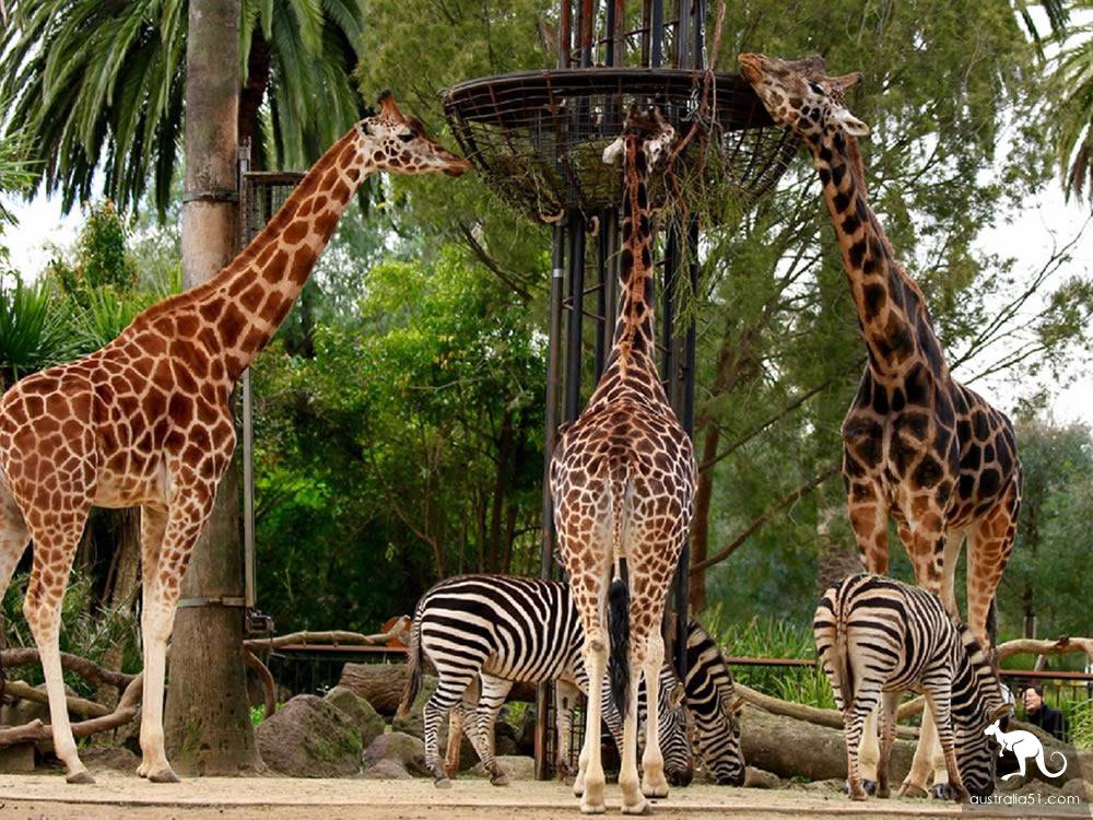  melbourne zoo 
